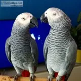 Buy african grey parrots cheap