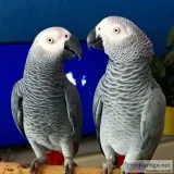 African congo grey parrots for adoption