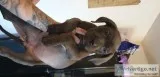 Splendid Cane corso Puppy