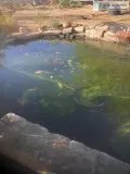 Butterfly Koi and traditional Koi