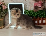 friendly and adorable Scottish Fold kittens.