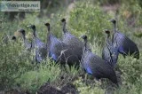 Vulturine guinea fowl eggs for sale