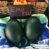 Fertile emu eggs and chicks for sale