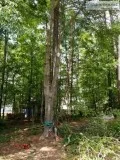 Tree Trimming and Removal Services