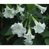 Angel Trumpet bushes