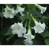 Angel Trumpet bushes