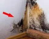 Moisturecontrol.com. au Mould Removal l Mould Cleaning&nbspl Mou