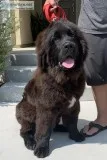 6 month old female Newfoundland