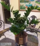 Gorgeous Zamiifolia Plant in a Decorative Container