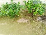 Handw lawncare