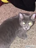Grey tabby