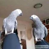 KOPLED- 11 months - African grey Parrot Males and Females Ready