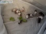 Syrian Hamsters