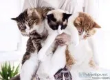 1-3 cats need a home