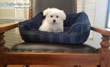 Outgoing Maltese Puppies Available