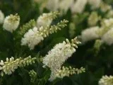 Purchase Clethra Sugartina&reg Crystalina Summersweet - 3 Gallon