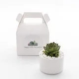 Succulent Gifts Sydney  Happy Little Succulents