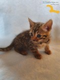 Babies Bengal kittens.