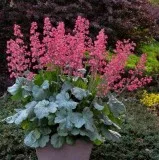 Get Heuchera Dolce&reg Spearmint - Coral Bells - 1 Gallon Online