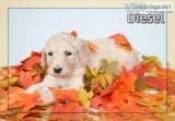 Diesel Male Standard Poodle