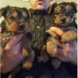 Two teacup yorkie puppies