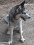 Young Female Husky for Sale North MS