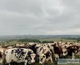 Normande Heifers