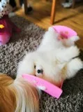 Pomeranian Pugs