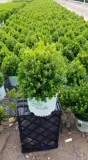 Shop for Buxus Cranberry Creek Boxwood - 3 Gallon Online