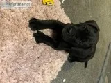 Healthy Cane Corso Puppies