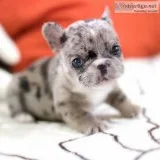 Teacup french bulldog puppies*/ 10% off