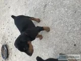 Purebred Doberman x Purebred Airdale puppies