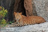 Leopard Safari in Jawai