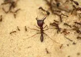Ant Pest Control Brisbane  Effective Ant Treatments