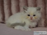 very playful charming little Ragdoll kittens.