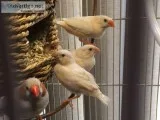 Color Mutation Zebra Finches