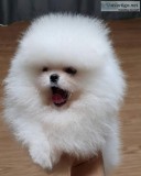 Top Quality Pomeranian Puppies Available