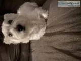Doggy tees