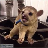 Cute kinkajou