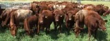 Milking Shorthorn Heifers Available