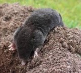 Best Ground Mole Removal Services