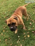 European Bullmastiff