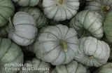 Shop for Blue Cinderella Pumpkin Online