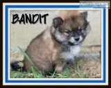 Bandit Male ACA Pomeranian