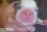 BEAUTIFUL BLUE BOSTON TERRIER PUPPIES