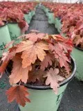 Shop for Heucherella Sweet Tea Foamy Bells - 8 Inch Pot