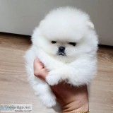 Gorgeous Pomeranian Pups Available