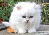 3month old persian kitten++