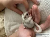 Baby sugar glider