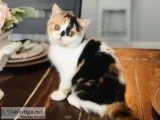 Exotic Shorthair